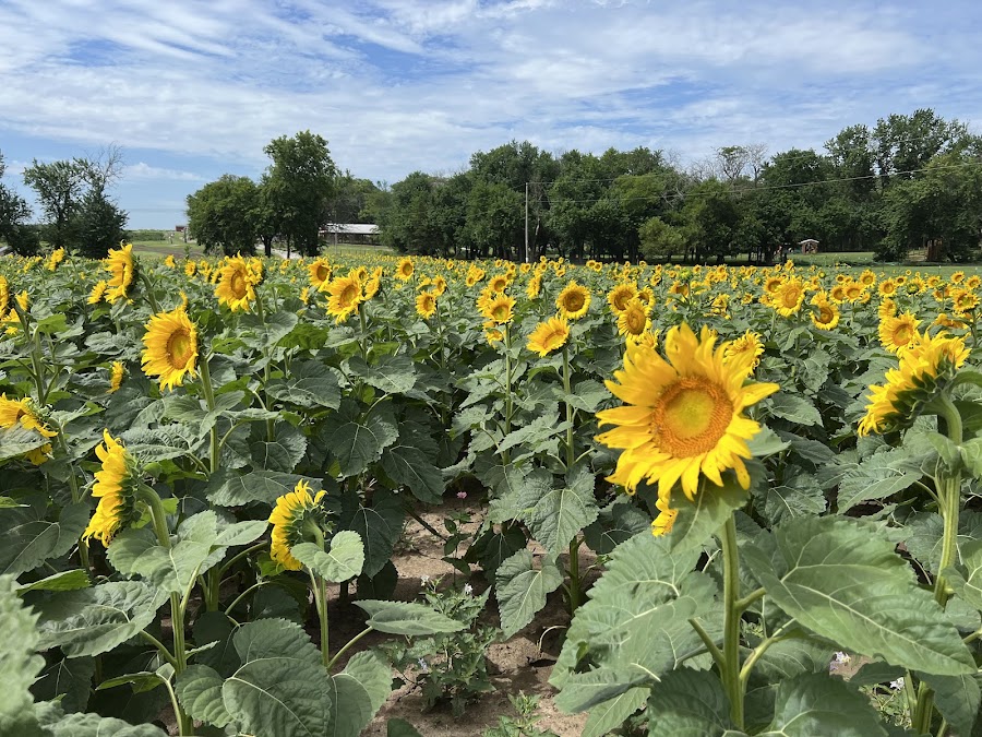 Gieringers Family Farm