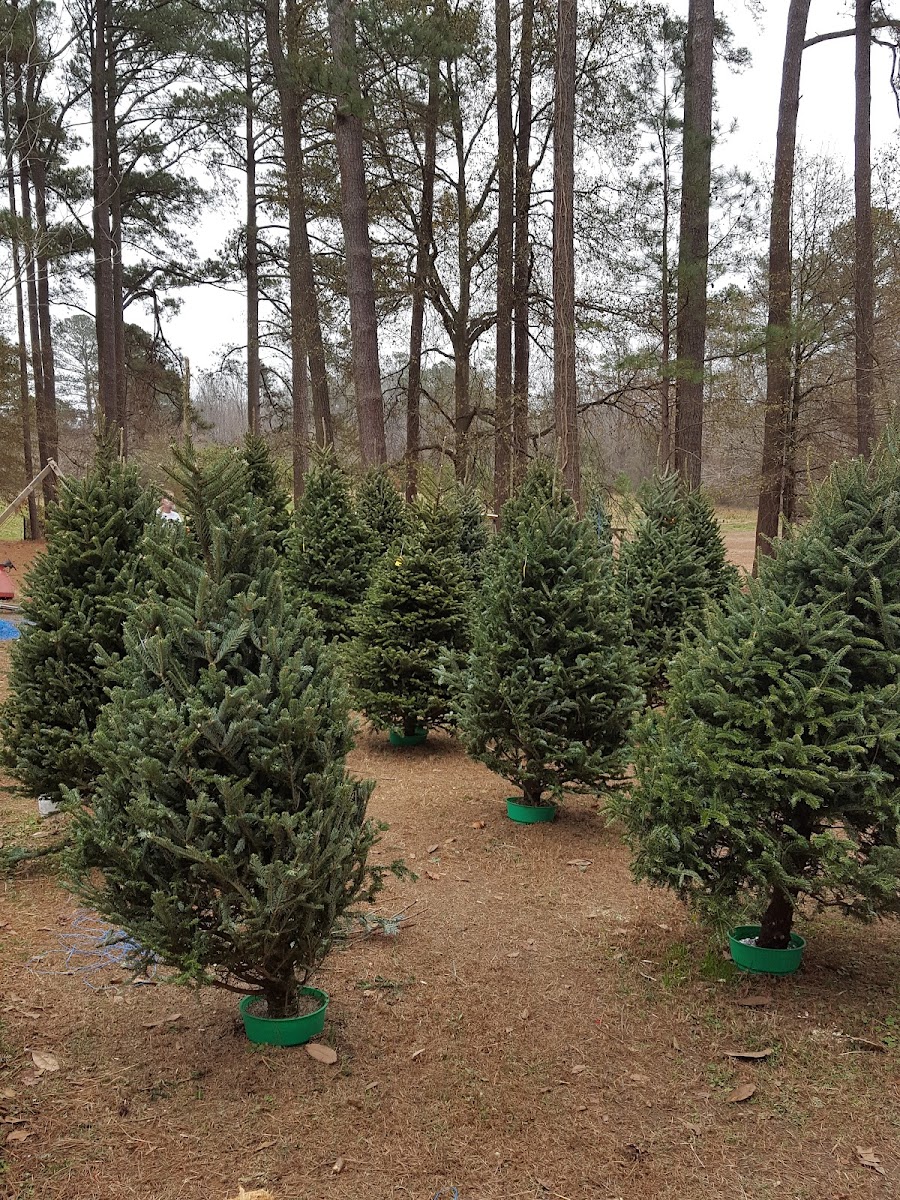 Back Achers Christmas Tree Farm