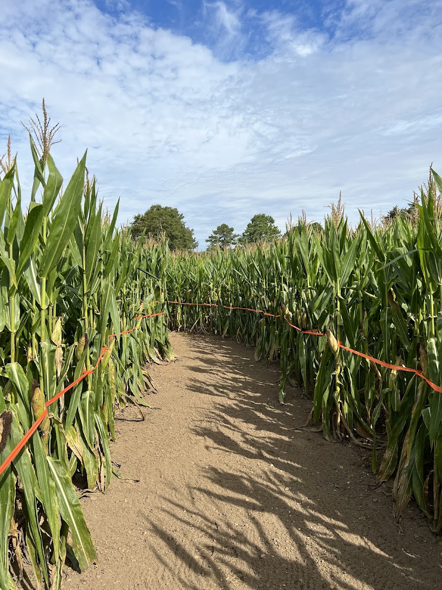 Kens Korny Corn Maze