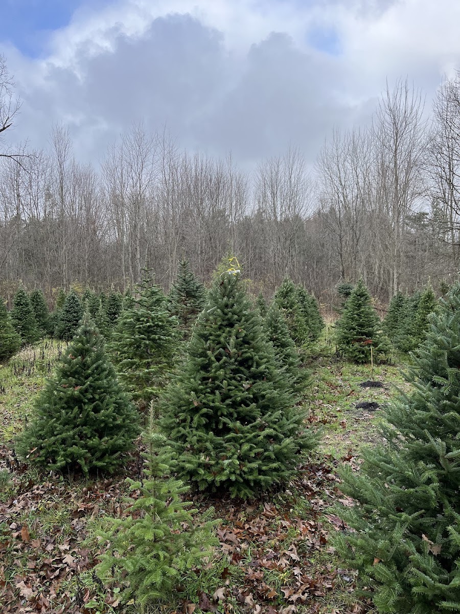 KURTZ CHRISTMAS TREES