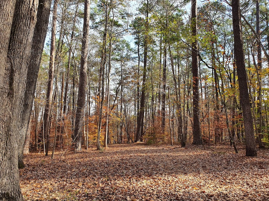 Duke Forest - Shepherd Nature Trail