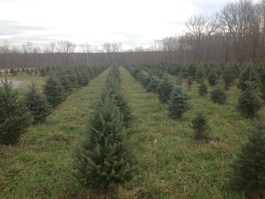 Wilcox Tree Farm
