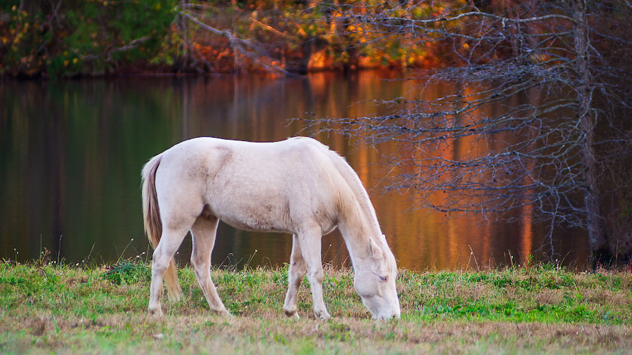 Shoofly Farm Virginia