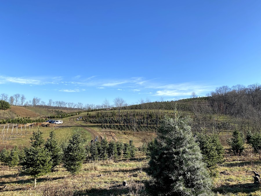 Candle Tree Farm