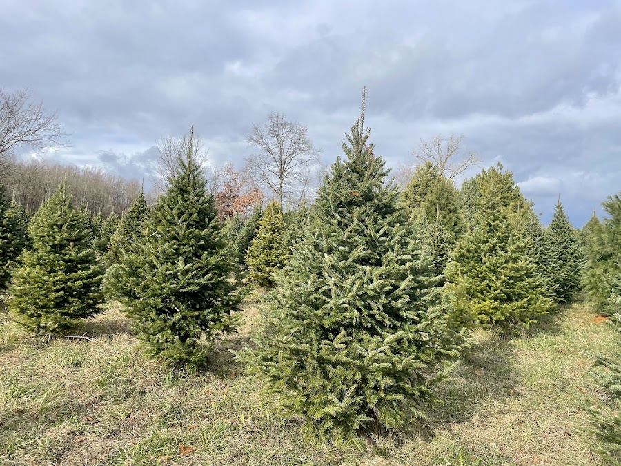 Wilcox Tree Farms