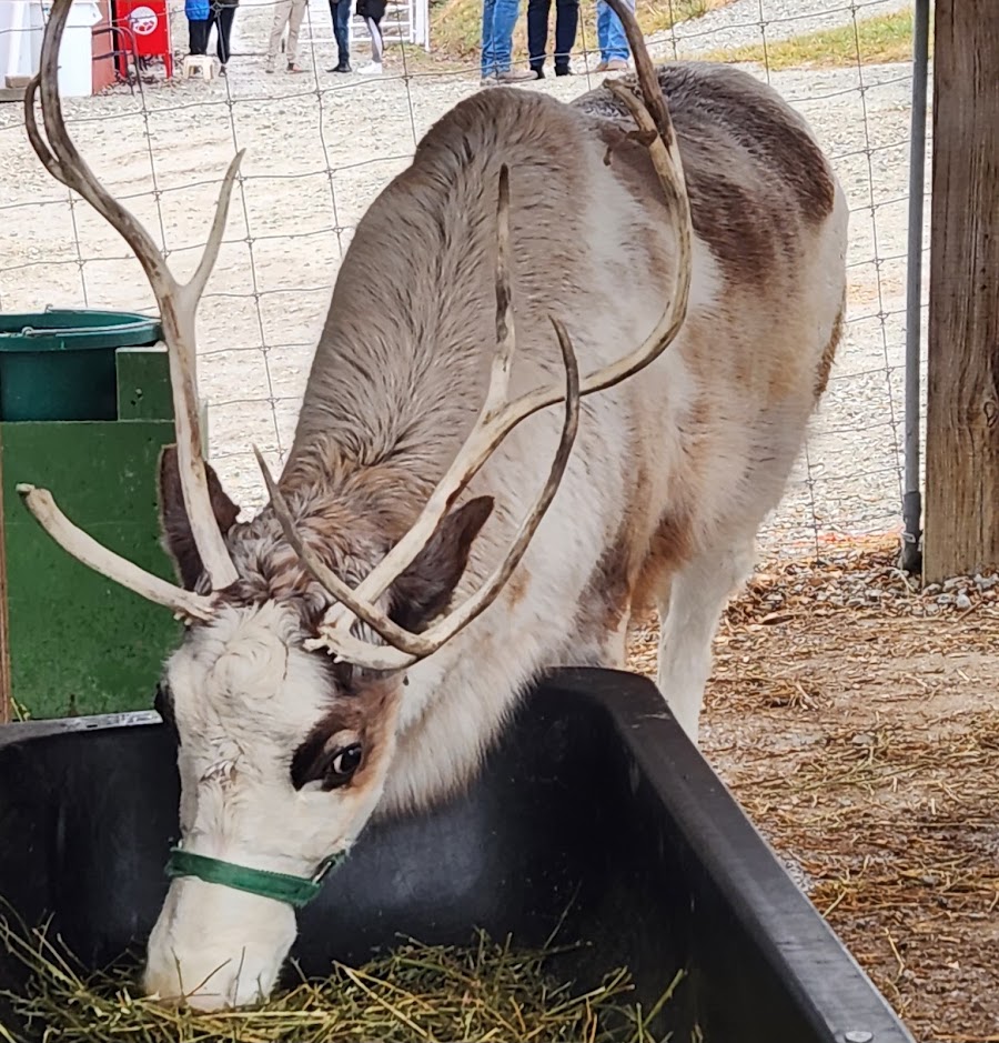 Reindeer Ridge