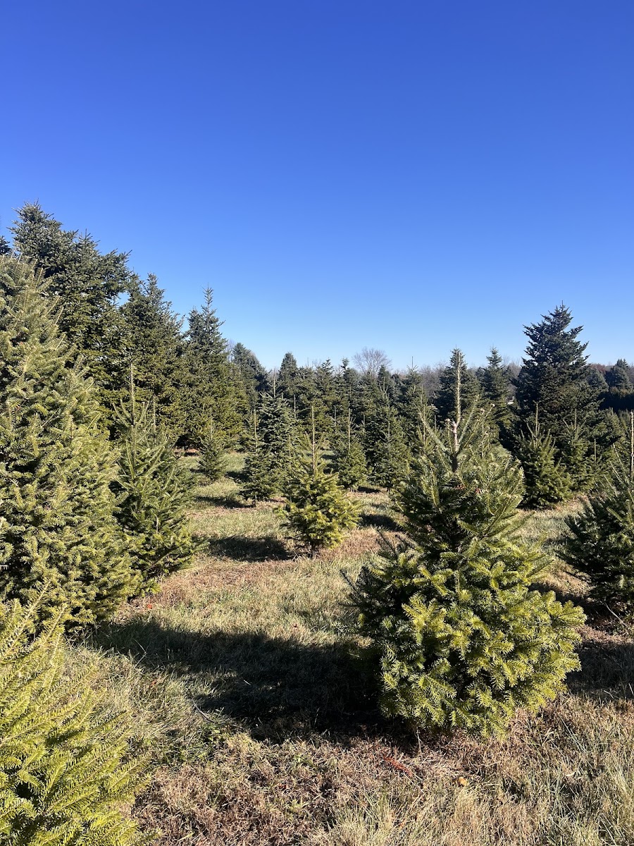 Millbrook Tree Farm
