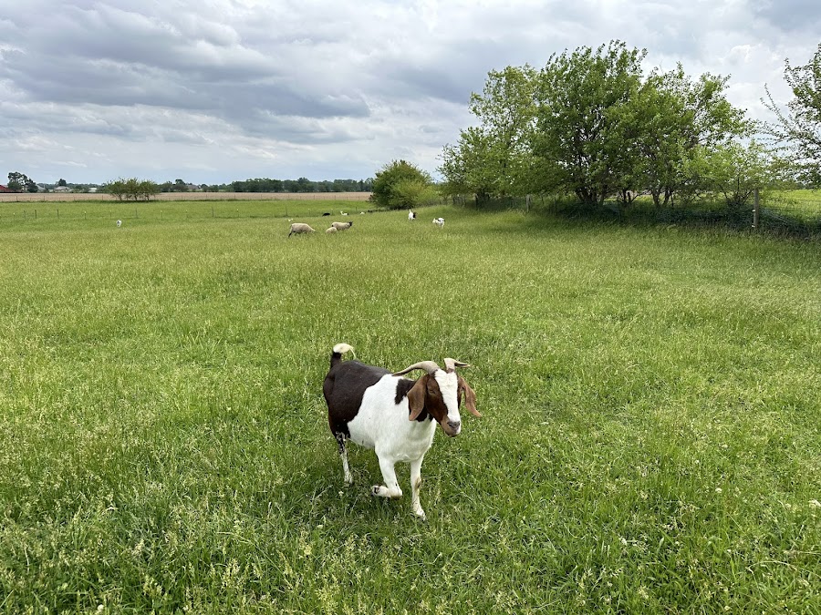 Heavenly Acres Farm