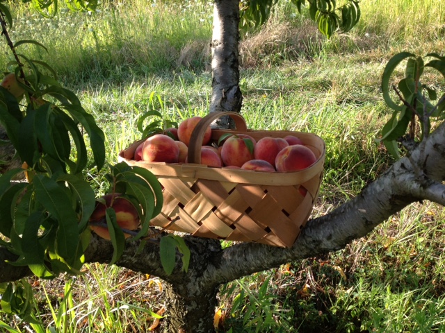 Pratt's Orchard & Garden Center