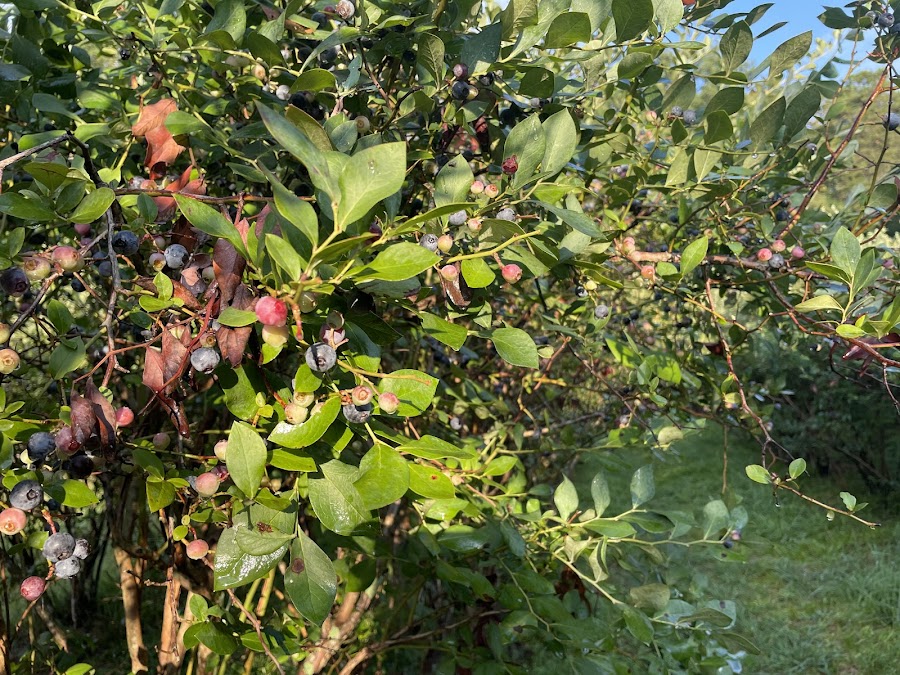 Hawk Hill Berry Farm