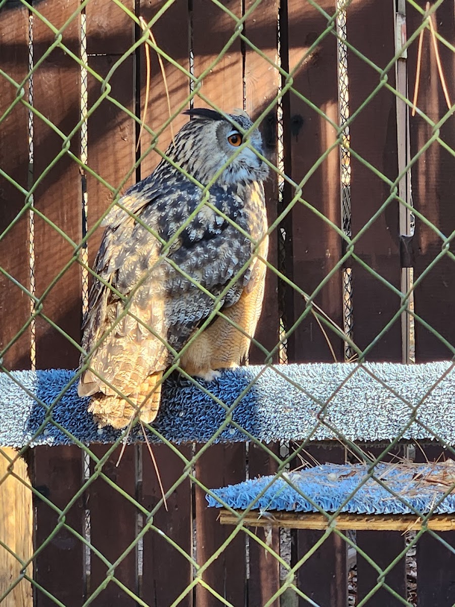 Carolina Raptor Center