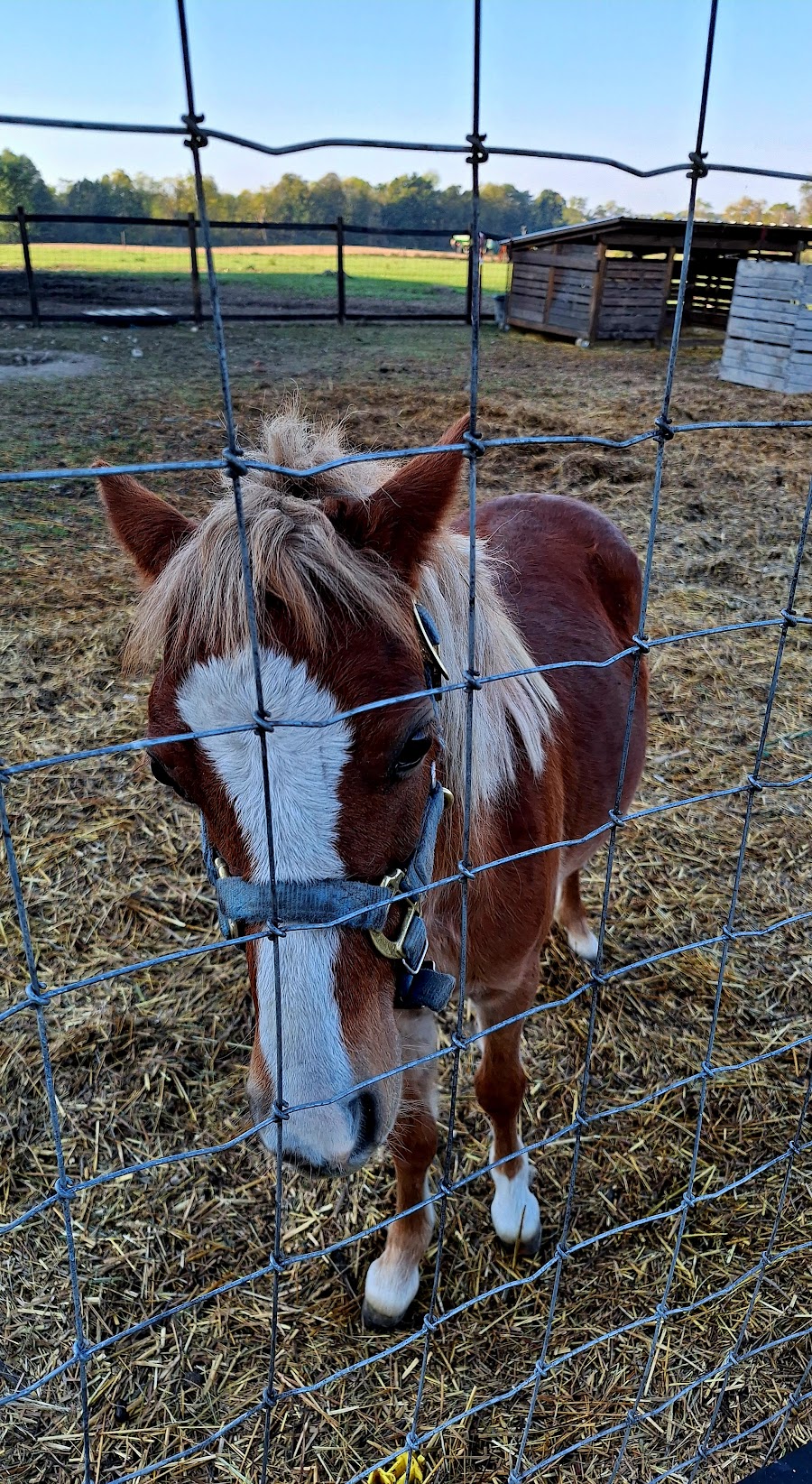 Asam Acres Farm