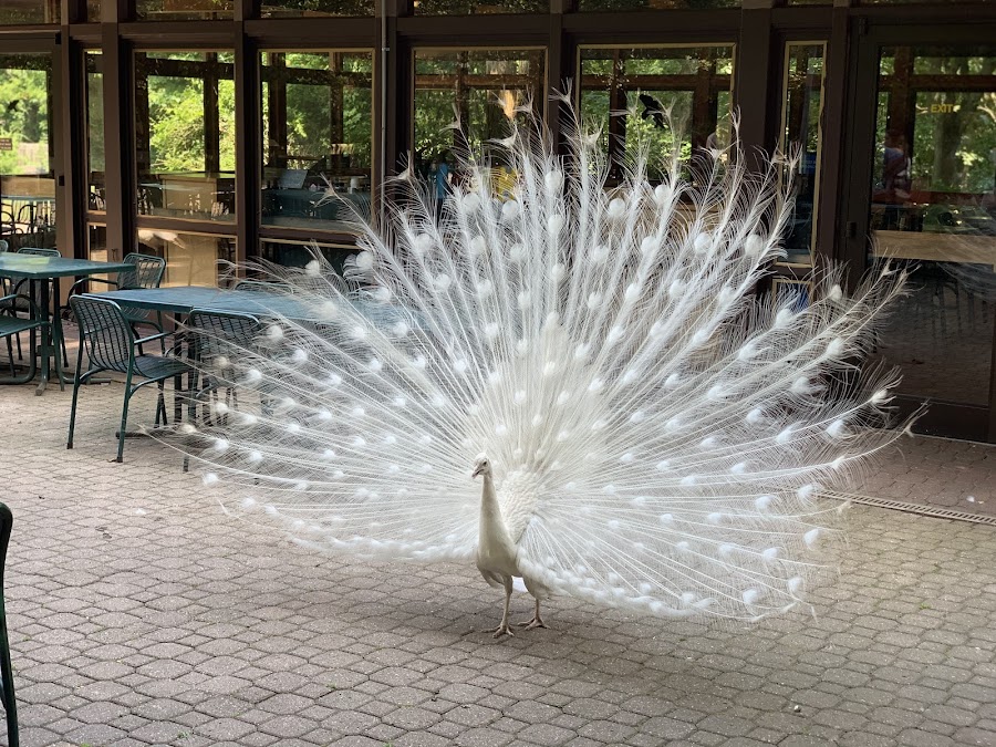 Binder Park Zoo