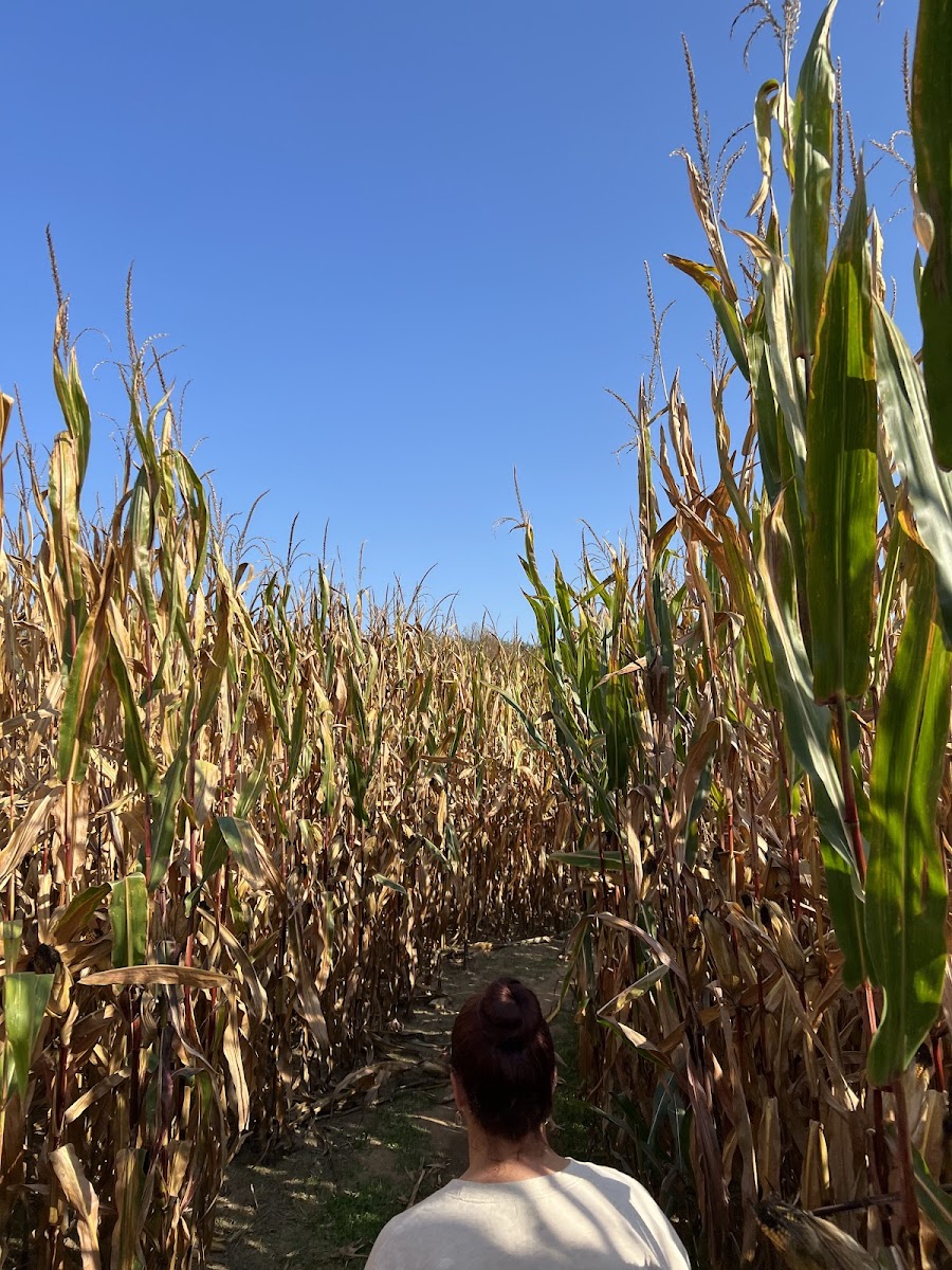 Crane Orchards U-Pick and Corn Maze