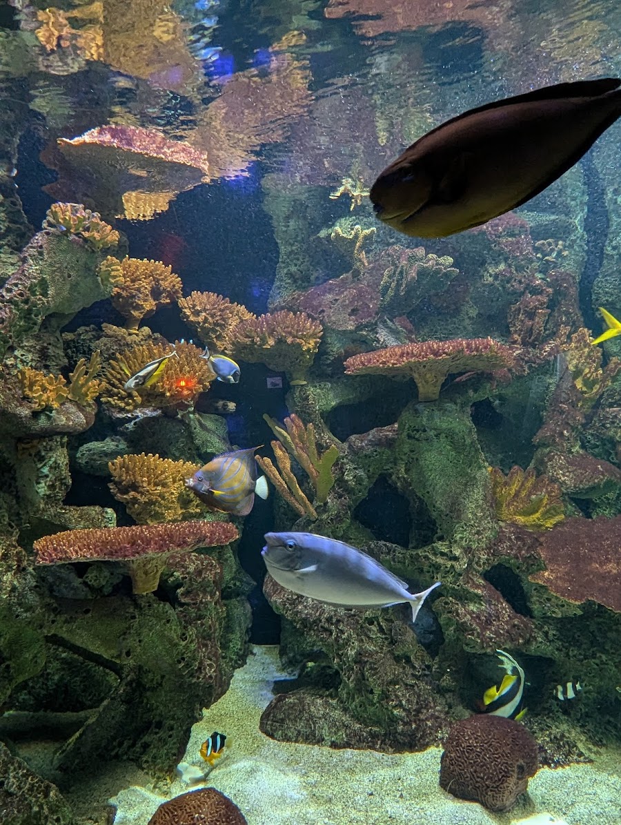 Primate, Cat & Aquatics