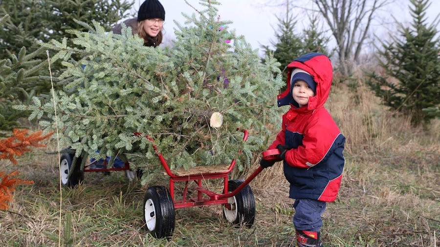 Urquhart's Tree Farm