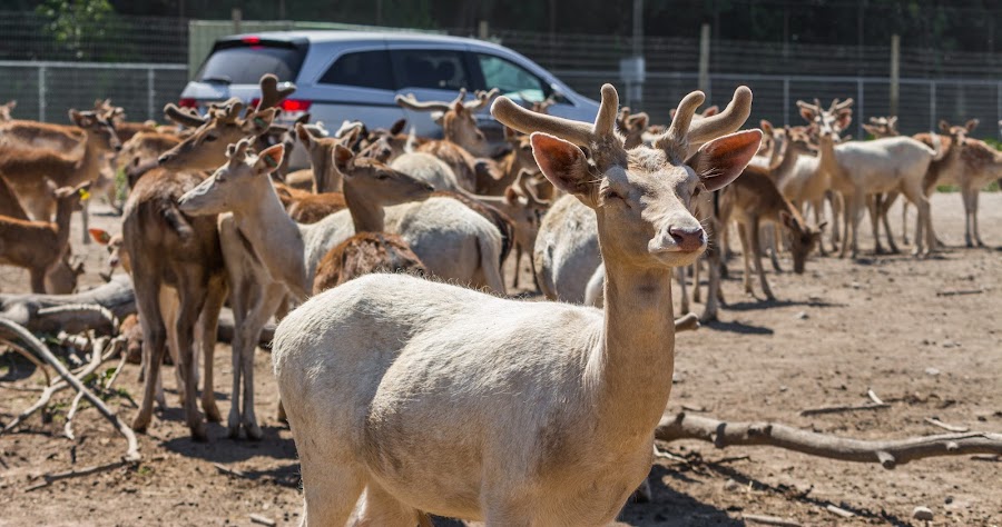 African Safari Wildlife Park