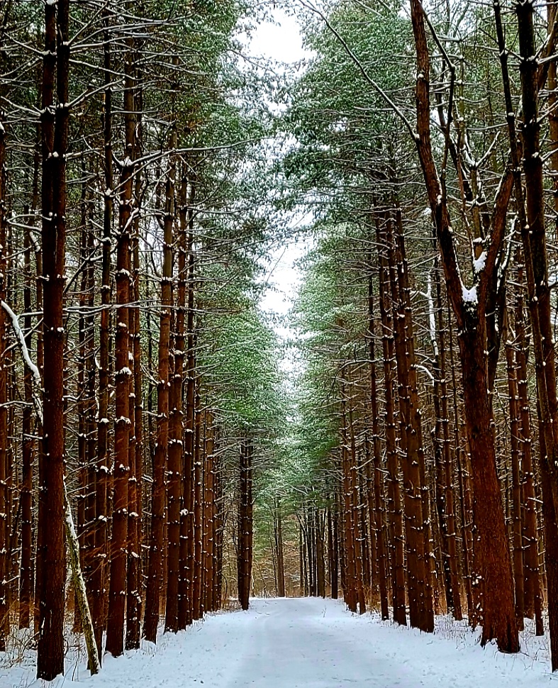 Walnut Woods Metro Park