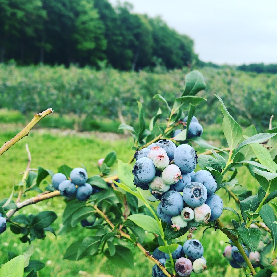 Woodland Enterprises Berry Farms