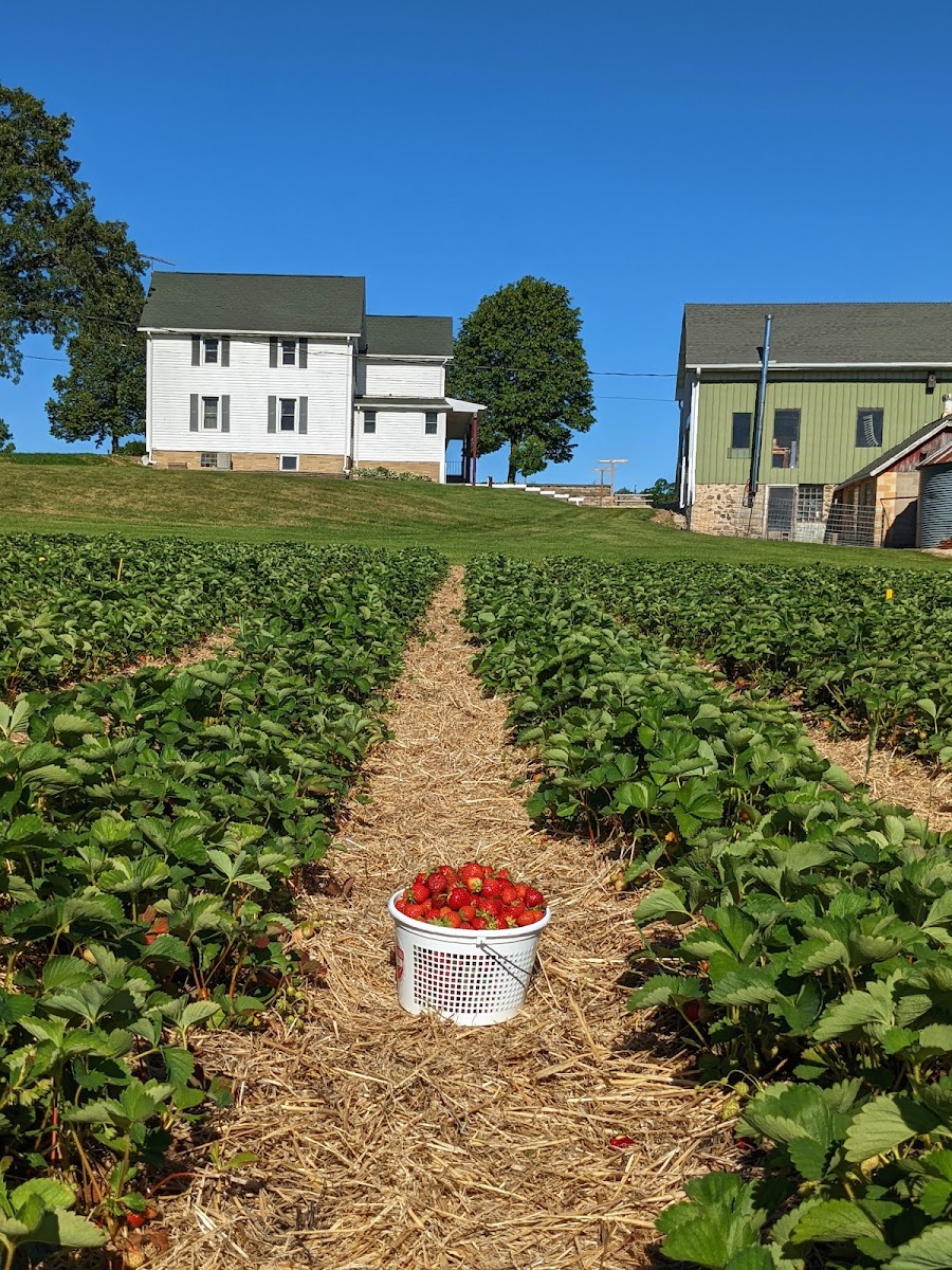 Mayberry Farms