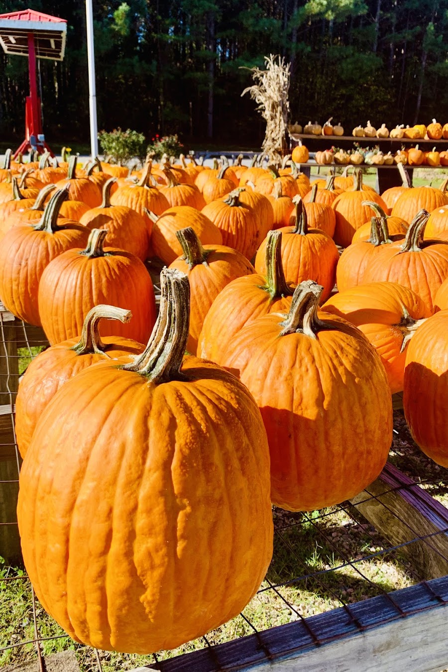 Hill Ridge Farms