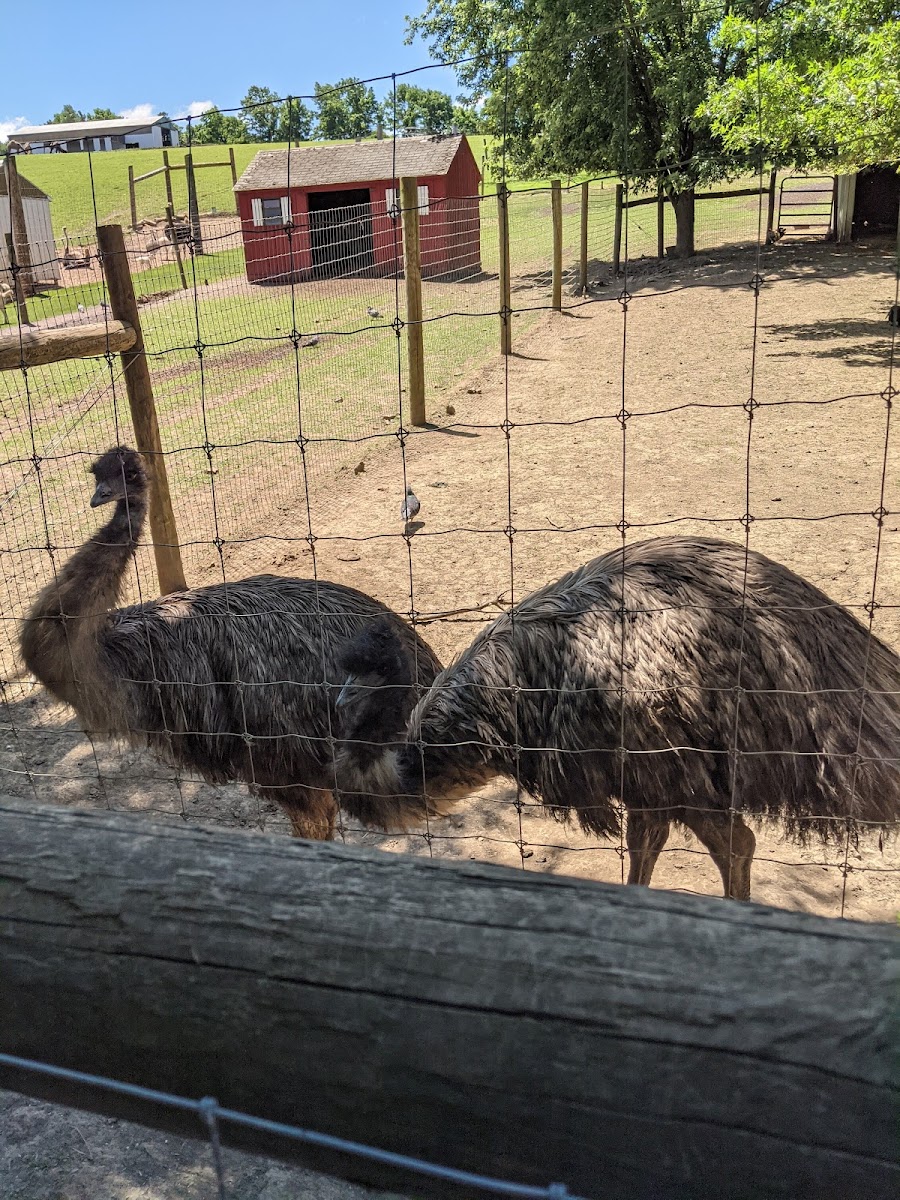 Critter Country Animal Farm