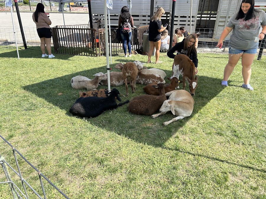 Barnyard Petting Zoo