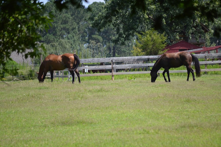 Sun Star Farm School & Summer Day Camp