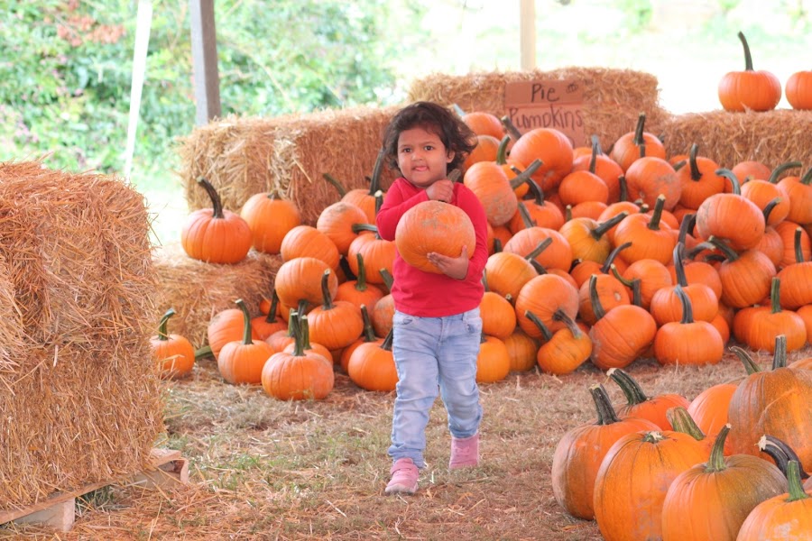 A & M Farm Orchard