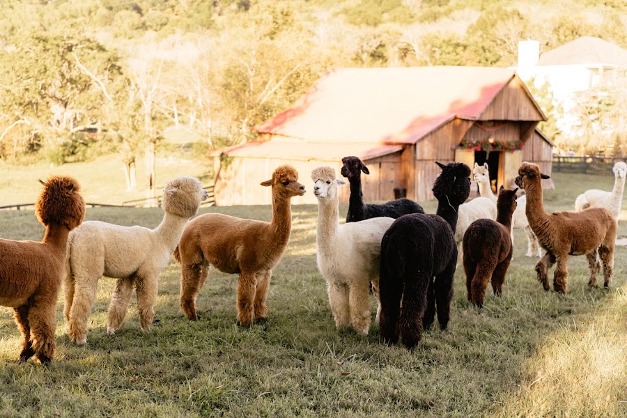Coleman Valley Alpaca Farm