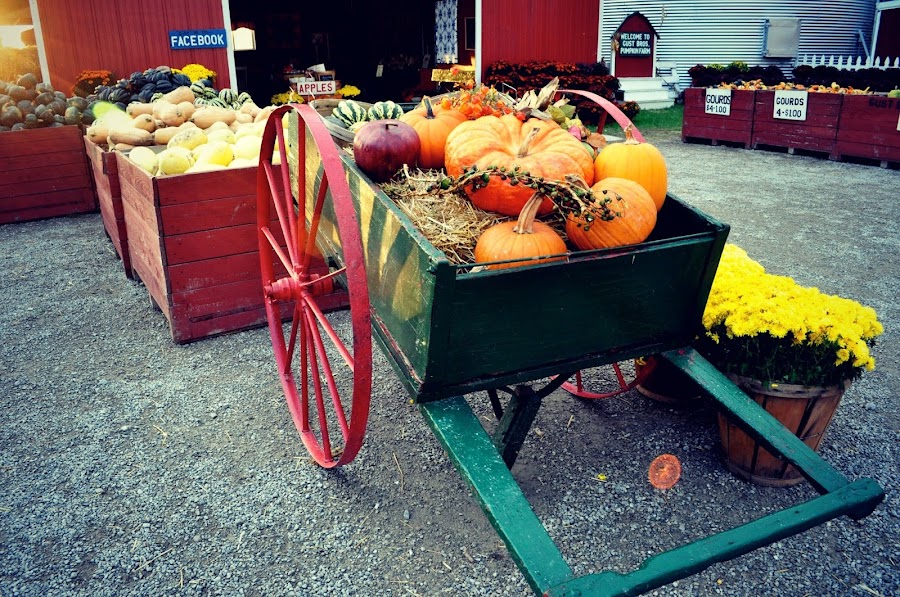 Gust Brother's Pumpkin Farm