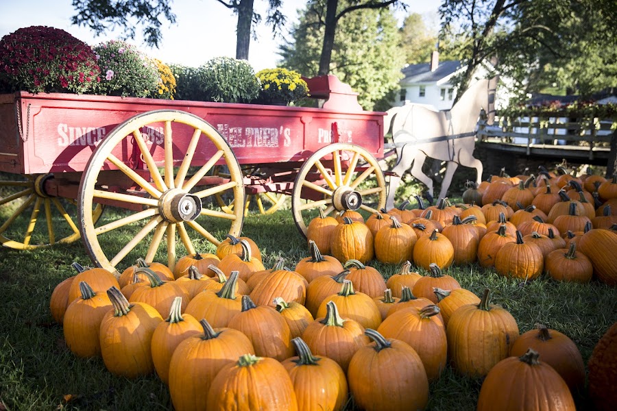 Neltner's Farm & Event Venue