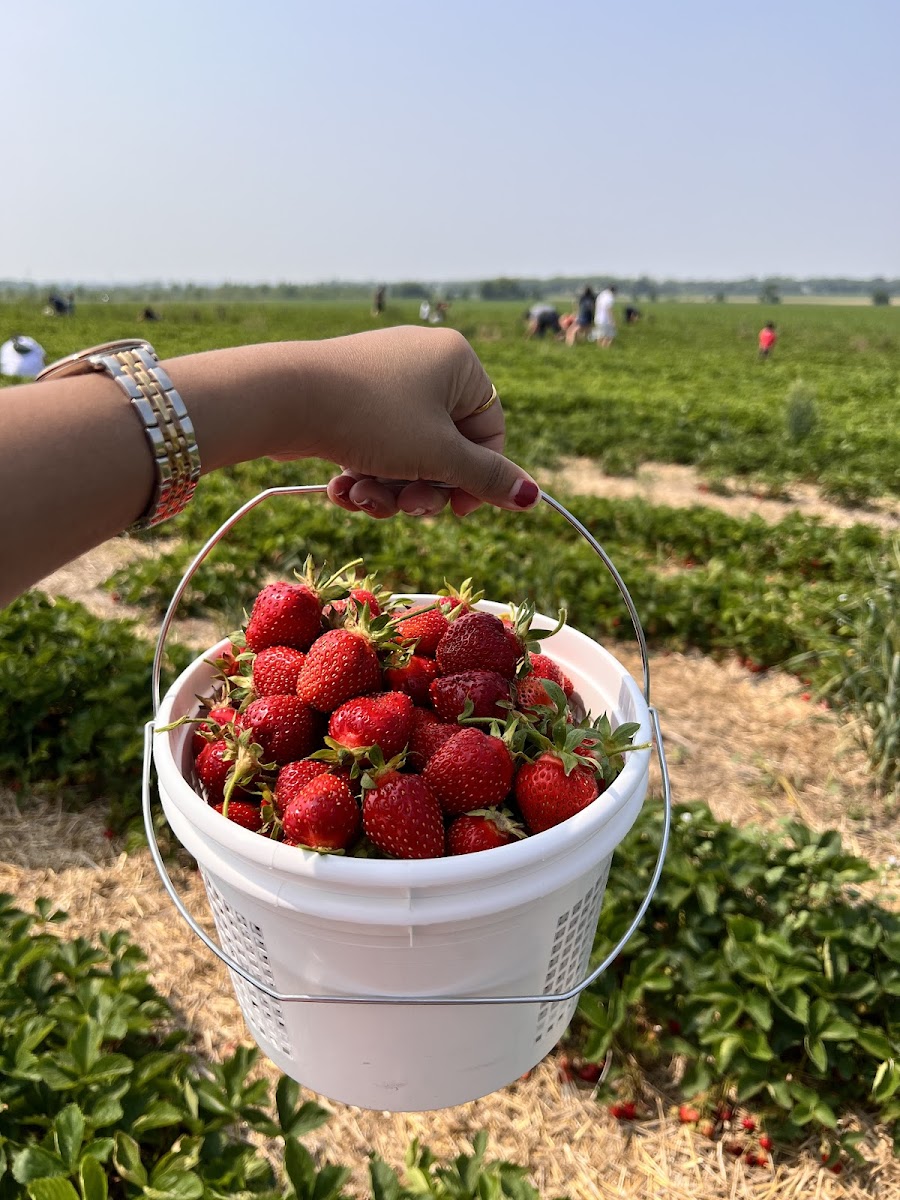 Heider's Berry Farm