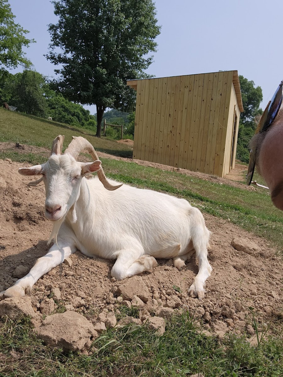 Piccolo Farms Animal Sanctuary