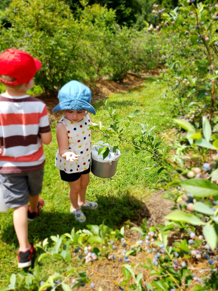 TLC Blueberry Farm