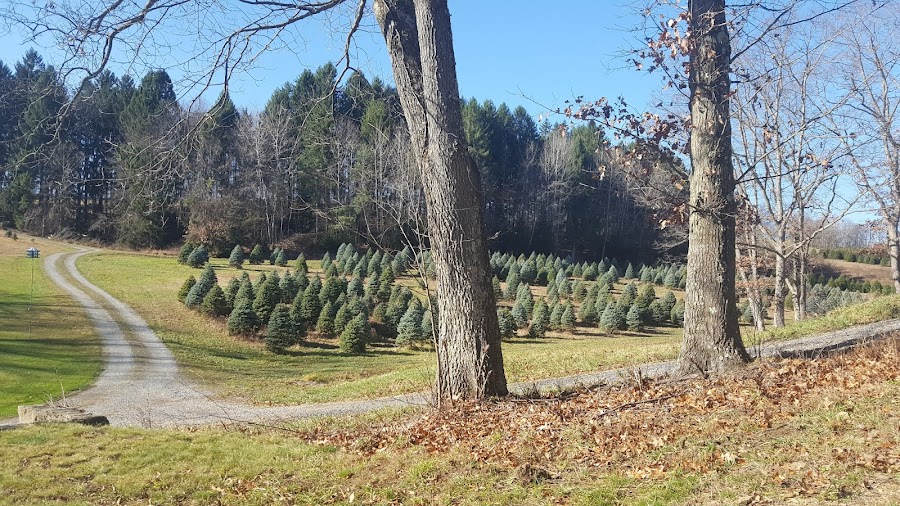 Fleming Landscaping Christmas Trees