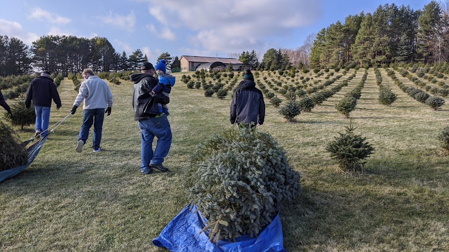 Stumpf's U-Cut Christmas Tree Farm
