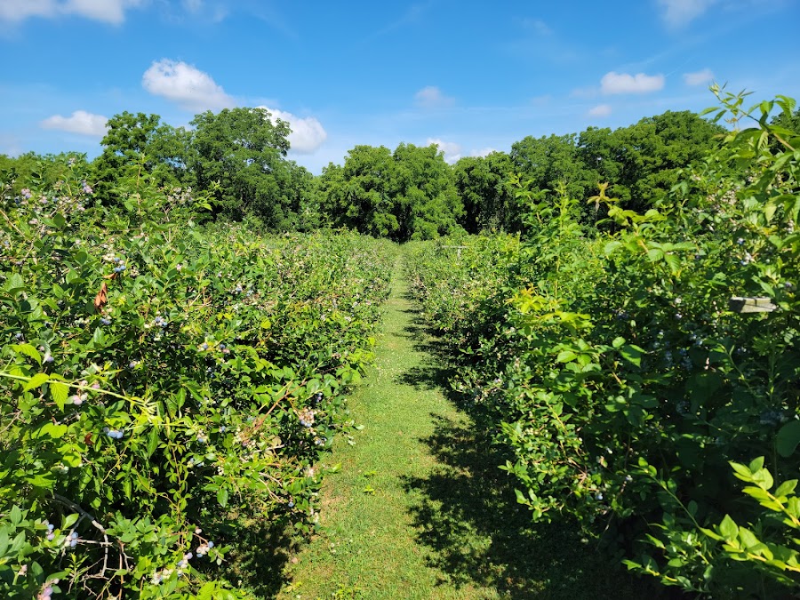 Blue J. Farms Blueberries