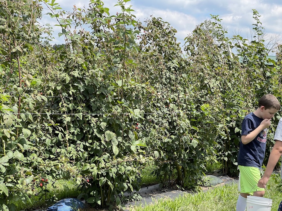 New Point Berry Farm