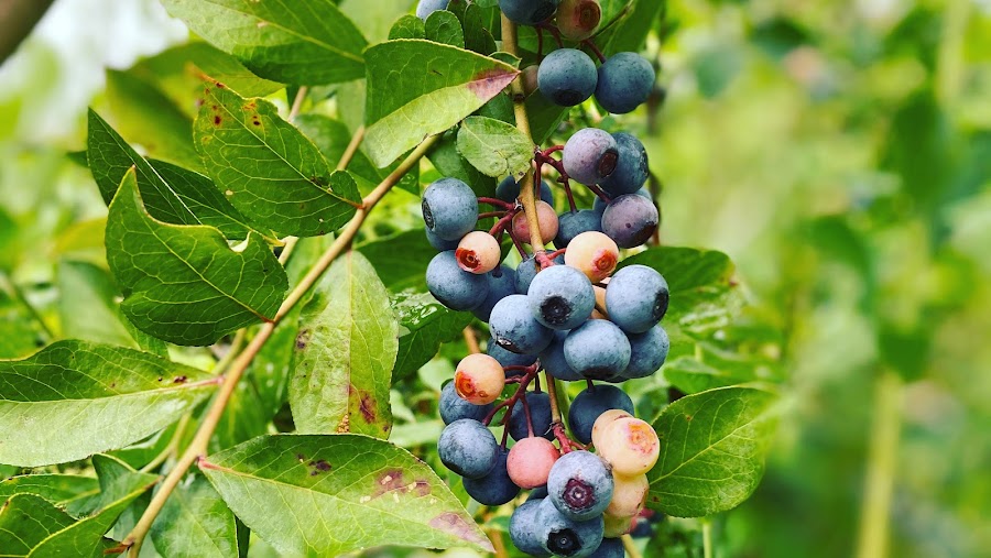 Cedar Grove Blueberry Farm & Culture Kitchen Farm Stand