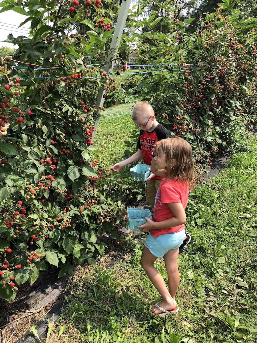 Berryhill Farm