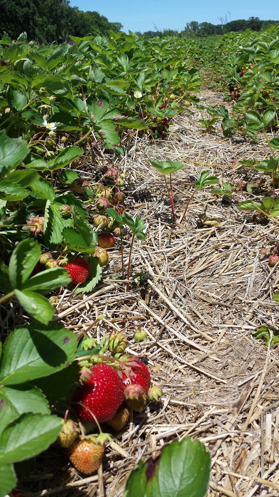 Blue Clay Berry Farm
