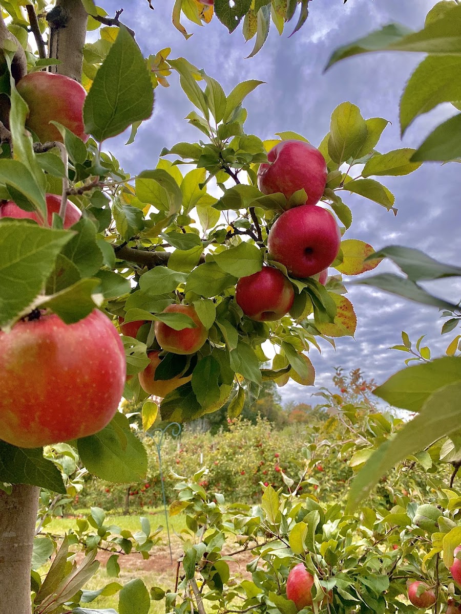 Kooistra Orchards