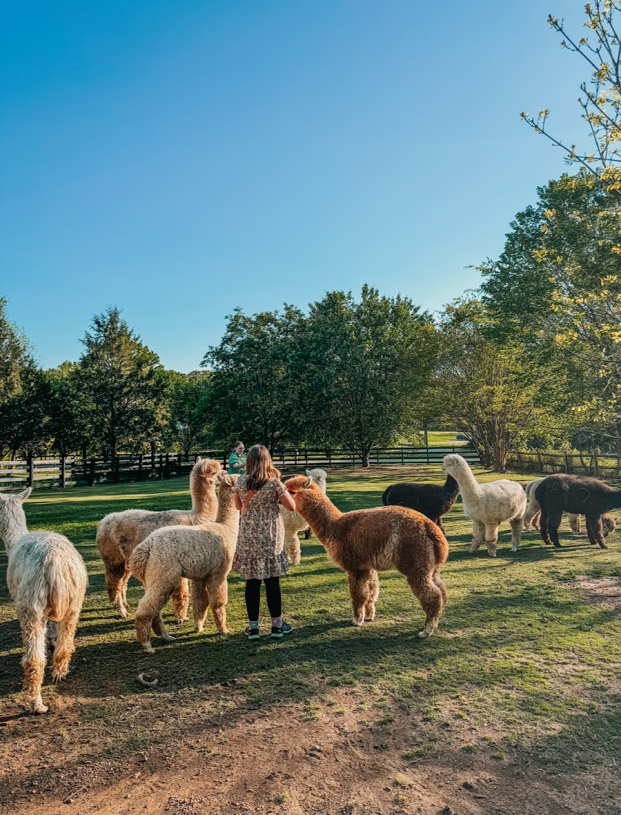 Farm and Fleece Alpaca Ranch