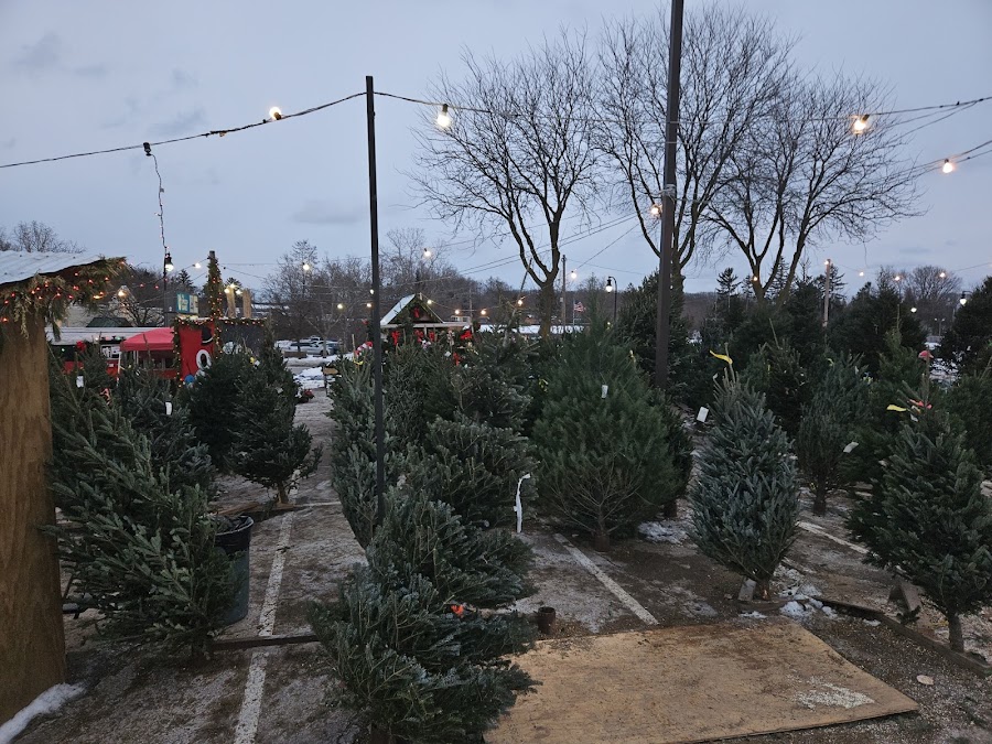 Flatsnoots Christmas Trees