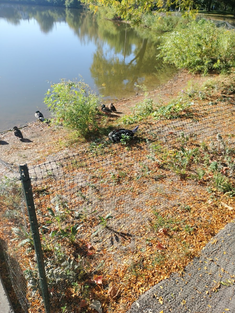 Kosciuszko Pond