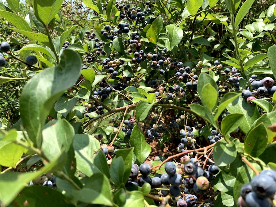 Smith U-Pick Farm