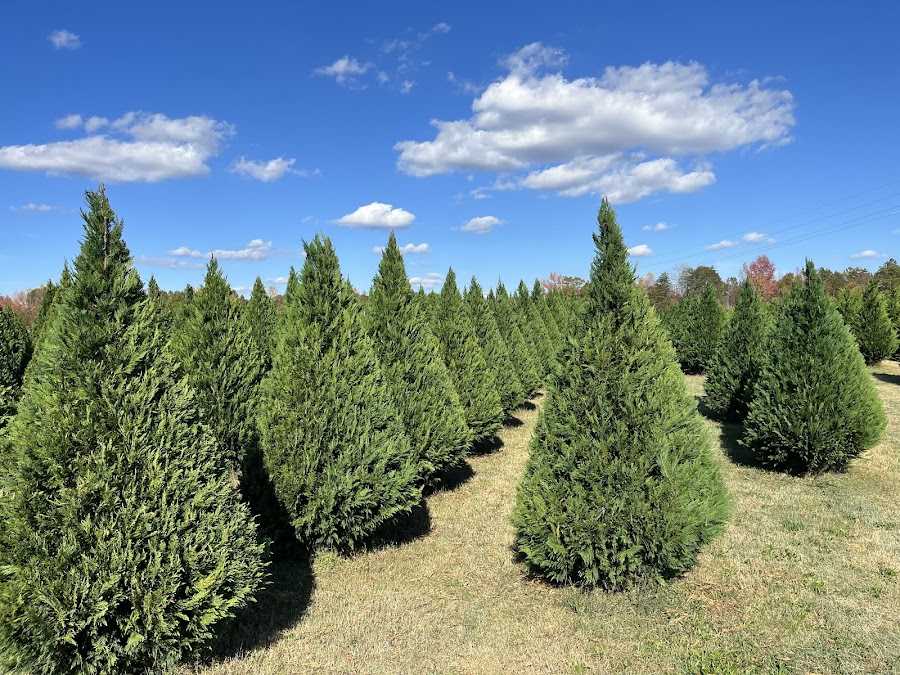 Penland Christmas Tree Farm