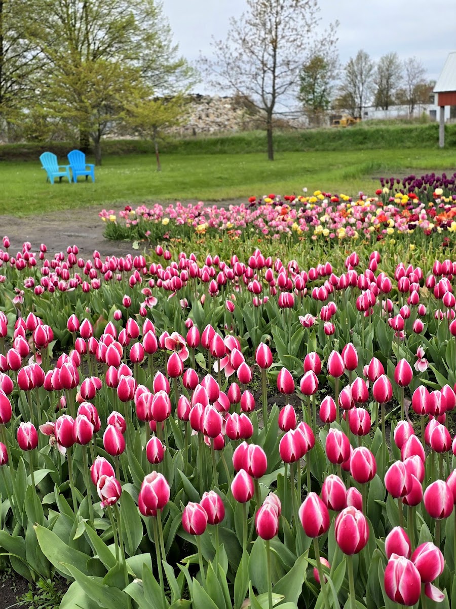 Veldheer Tulip Gardens
