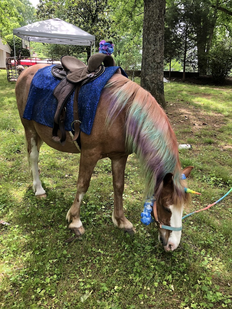 Laughing Place Farm petting zoo and pony rides - MOBILE